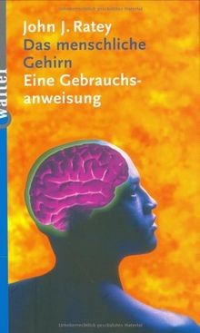 Das menschliche gehirn eine - das,